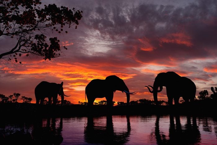 Elephants at sunset. Elephants walking by the lake.