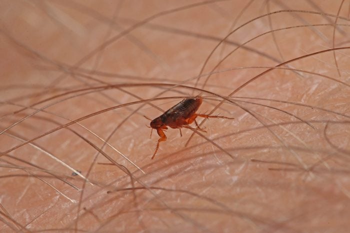 Flea walking on a human skin. A tiny parasite sucking humans blood on a close up horizontal picture.