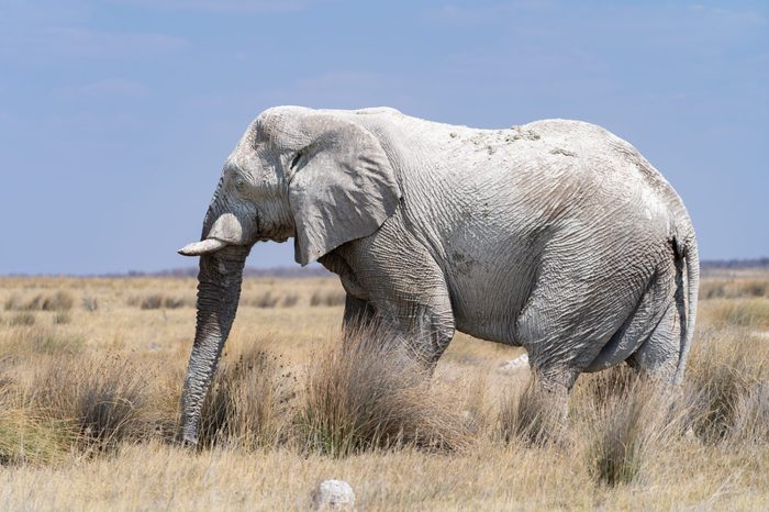 Ghost/grey elephant, Namibia
