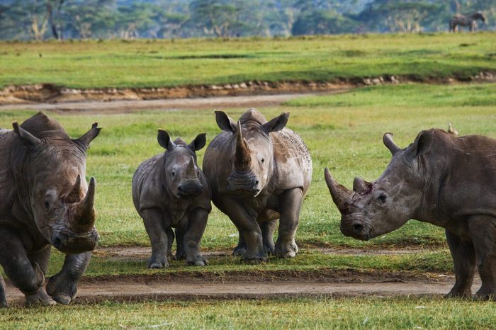 Group of rhinos in the national park. Kenya. National Park. Africa. An excellent illustration.