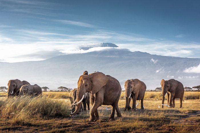 Herd of large African elephants walking in front of Mount Kilimanjaro in Amboseli, Kenya Africa