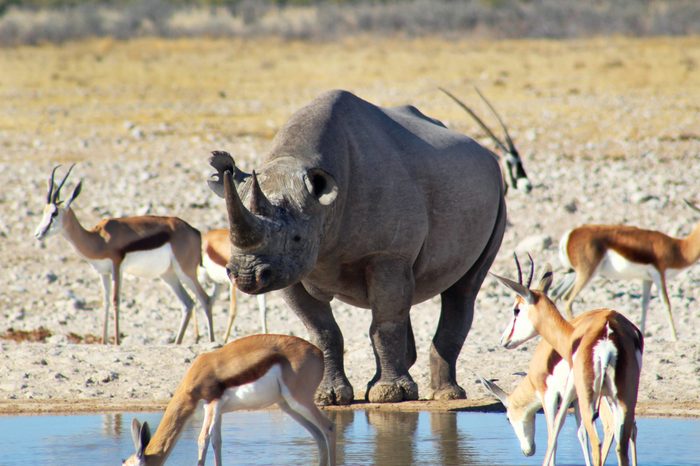 Impalas and rhino on watering hole, Etosha national park, Namibia