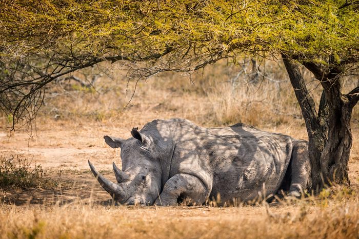 Lone male white rhino resting in the shade of a tree in the South African bush