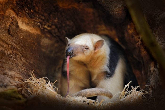 Long tongue. Southern Tamandua, Tamandua tetradactyla, wild anteater in the nature forest habitat, Brazil. Wildlife scene from tropic jungle forest. Anteater with long muzzle and big ear.