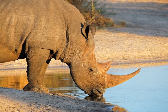 Portrait of a white rhinoceros (Ceratotherium simum) drinking water, South Africa