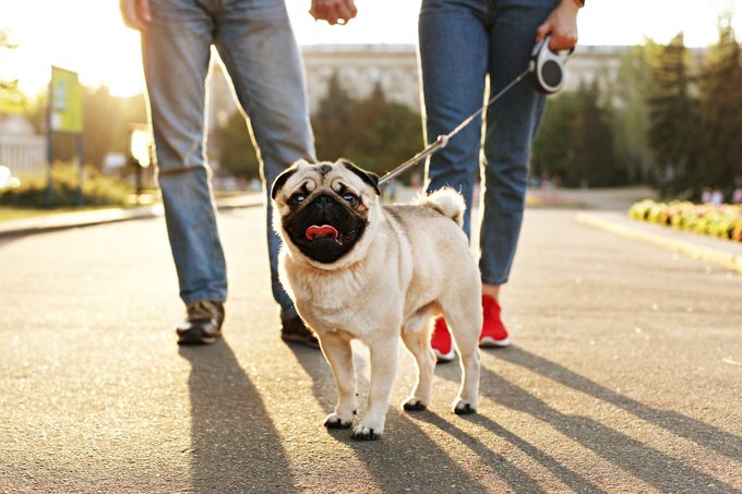 Funny puppy of pug sitting on floor near couple owners feet on concrete walkway at park. Female & male walking young pure breed pedigree dog on leash, sunset light. Background, copy space, close up.