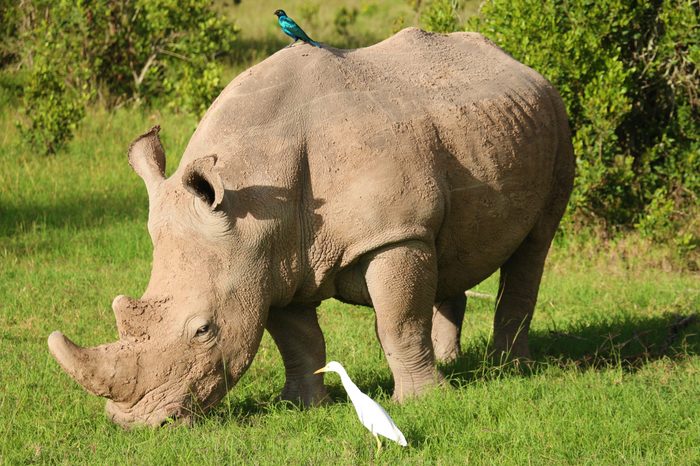 Rhino with birds Kenya African wildlife endangered specie