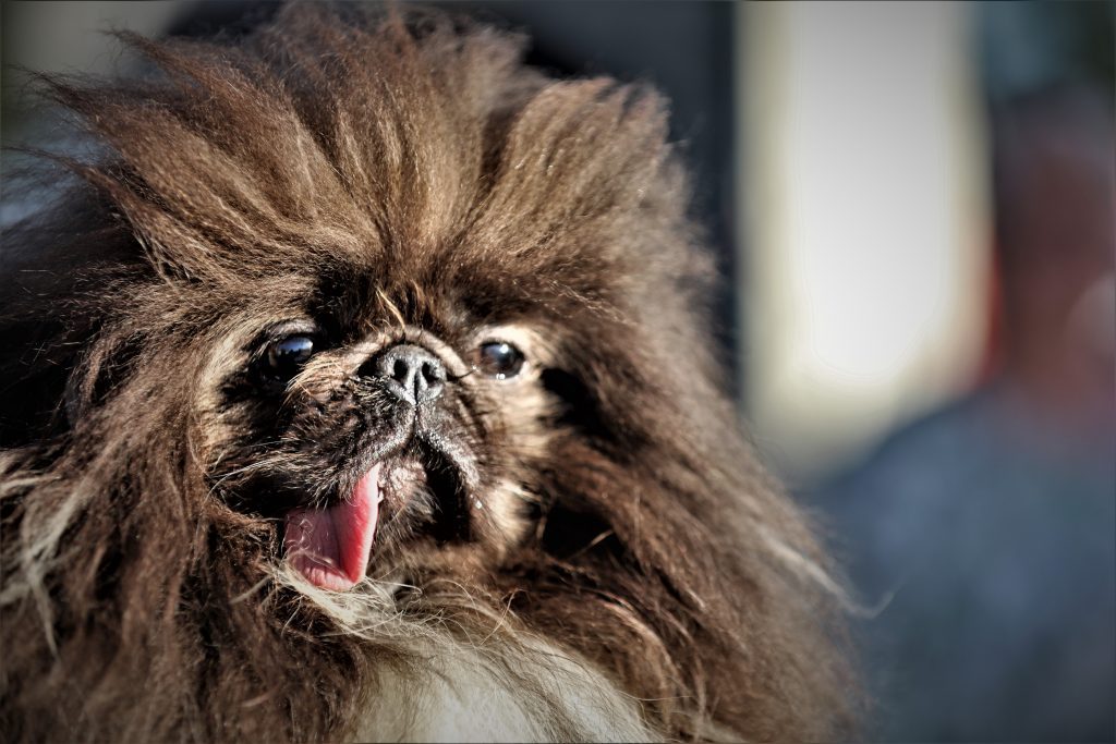 Ugly Dogs That Are Still So Darn Cute Reader's Digest
