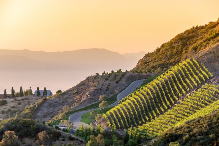 Southern California vineyards on a hillside, with hazy mountain background