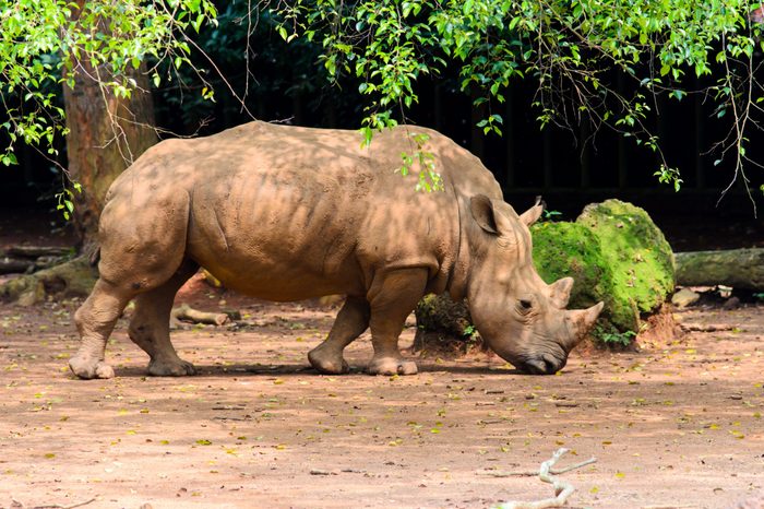Sumatran rhinoceros at safari