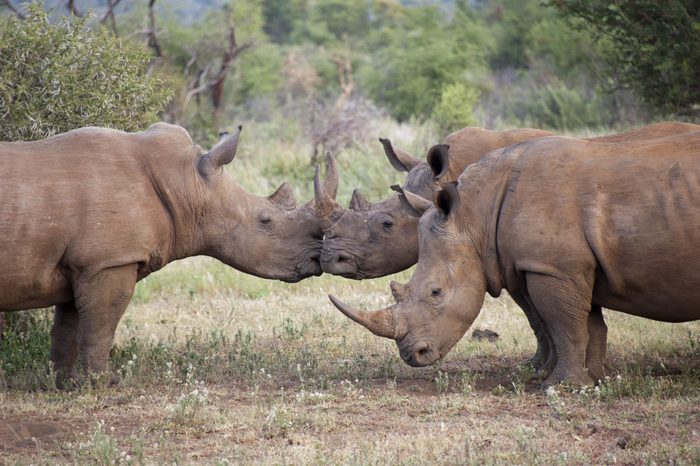 Three rhinos, two of them are kissing, South Africa