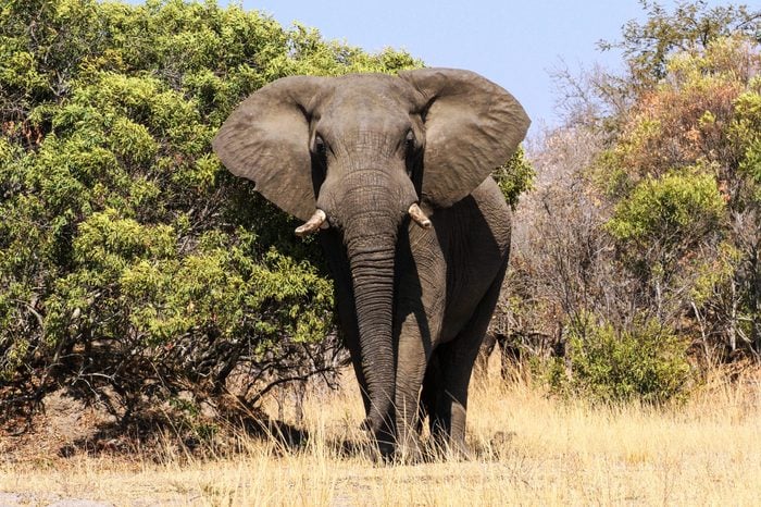 Very big and impressive african elephant bull approaching, spotted at Kruger National Park, South Africa