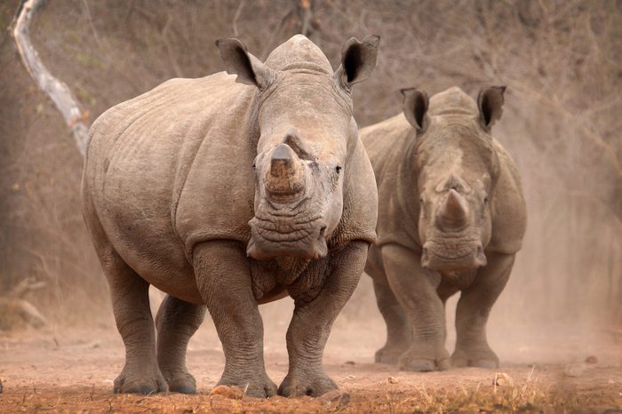 White Rhino Bulls in dust