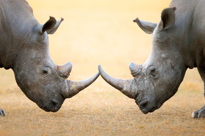 White Rhinoceros (Ceratotherium Simum) head to head - Kruger National Park (South Africa)