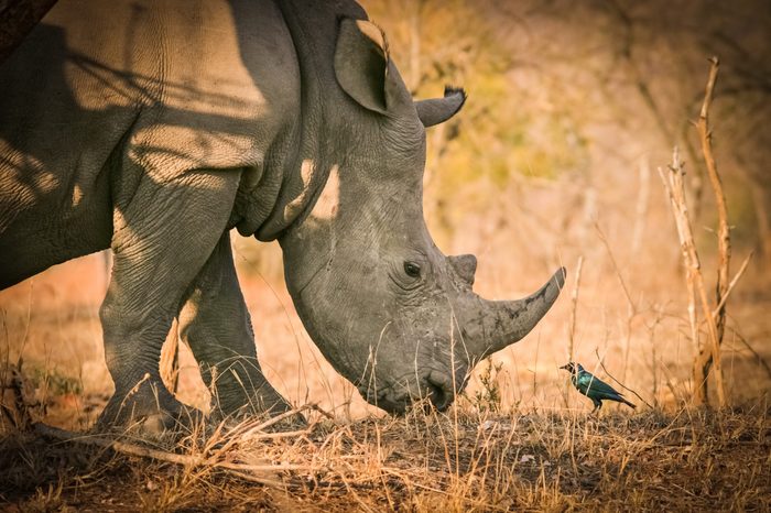 White rhino chatting with a bird, Kruger National Park, South Africa