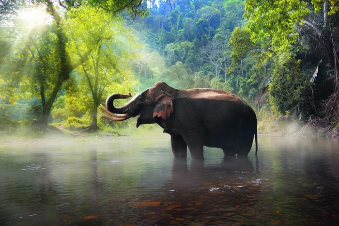 Wild elephant in the beautiful forest at Kanchanaburi province in Thailand, (with clipping path)
