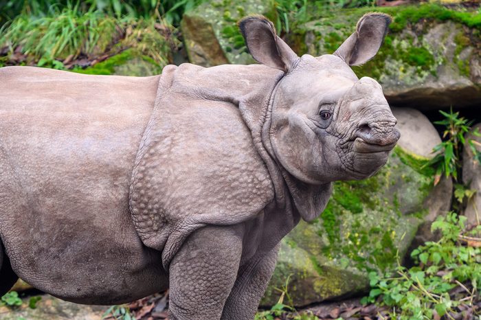 Young curious Rhino