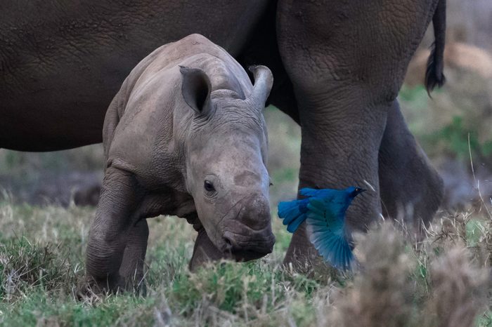 baby rhino, blue bird, playing, fun, white rhino, starling, 