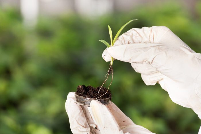 Close up of biologist's hand with protective gloves holding young plant with root above petri dish with soil. Green background. Biotechnology, plant care and protection concept