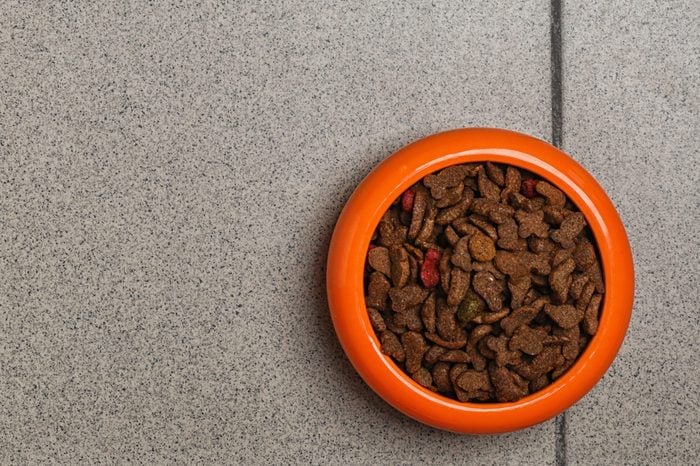 Bowl with food for cat or dog on floor. Pet care