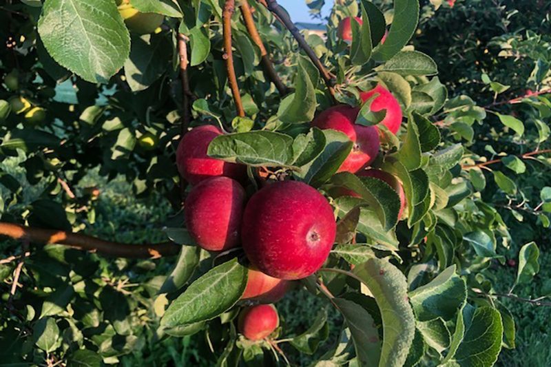 CherryHawk Farm Apple Orchard, Marysville