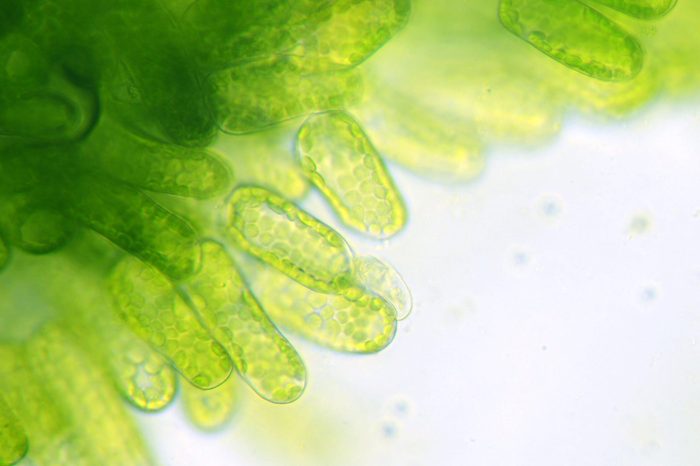 water plant under the microscope, chlorophyll