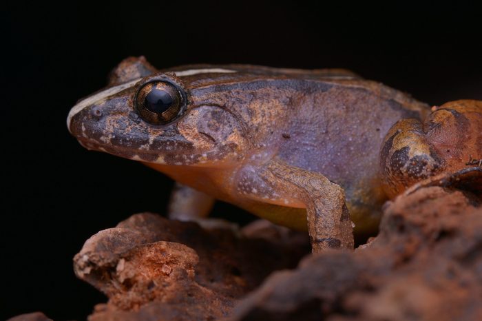 close up image of a Smooth Guardian Frog from Borneo