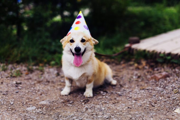 Smiling corgi dog in a fancy cap, partying