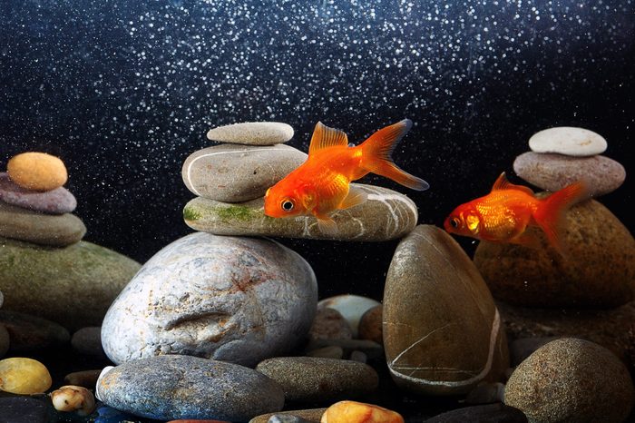 couple goldfish in aquarium over well-arranged zen stone and nice bokeh of bubbles