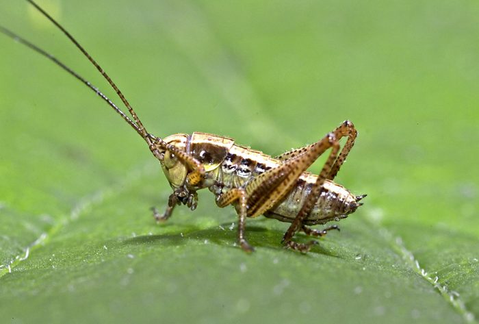Roesel's bush-cricket (Metrioptera roeseli)