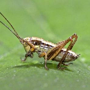 Roesel's bush-cricket (Metrioptera roeseli)