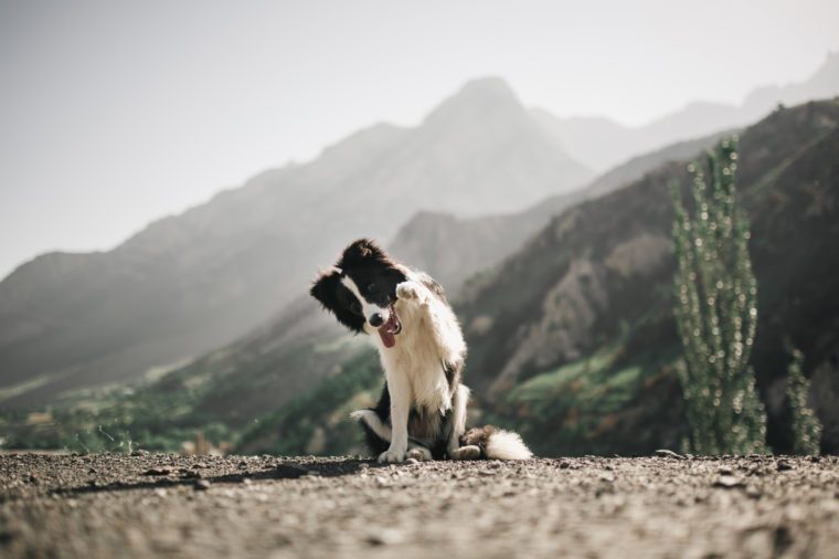 beautiful black and white dog border collie sit and ask food do a trick on a field with flowers and look in camera. in the background mountains. space for text