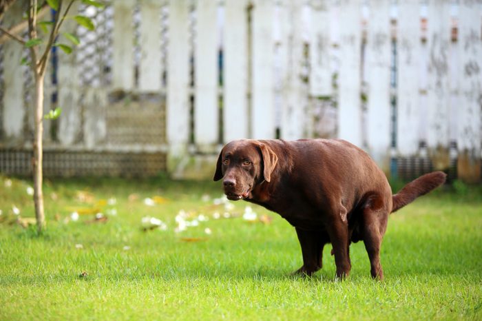 Labrador Retriever poop, Dog in the park, Dog shit