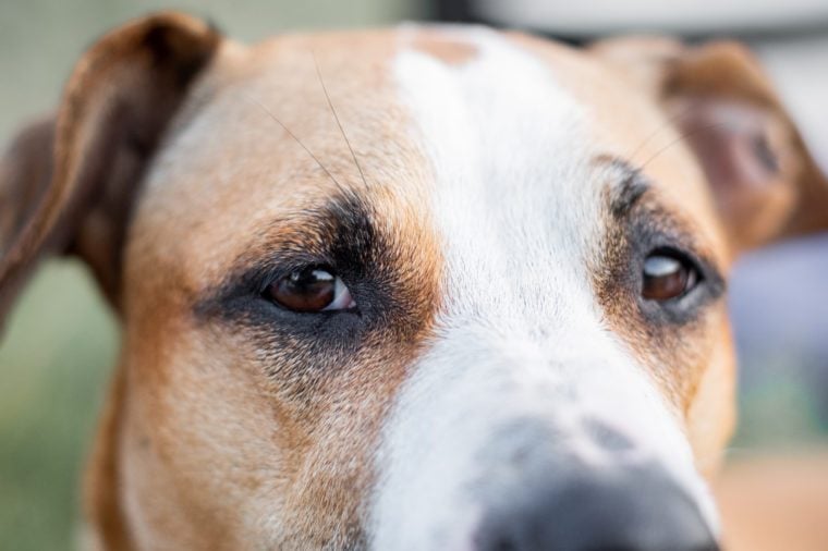 Close-up portrait of a dog, focused on the eyes. Macro view of dog's eyes outdoors in natural conditions, shallow depth of field