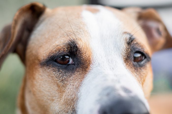 Close-up portrait of a dog, focused on the eyes. Macro view of dog's eyes outdoors in natural conditions, shallow depth of field
