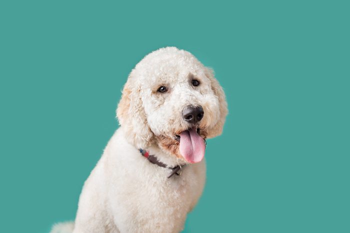 Golden Doodle Dog on Isolated Colored Background