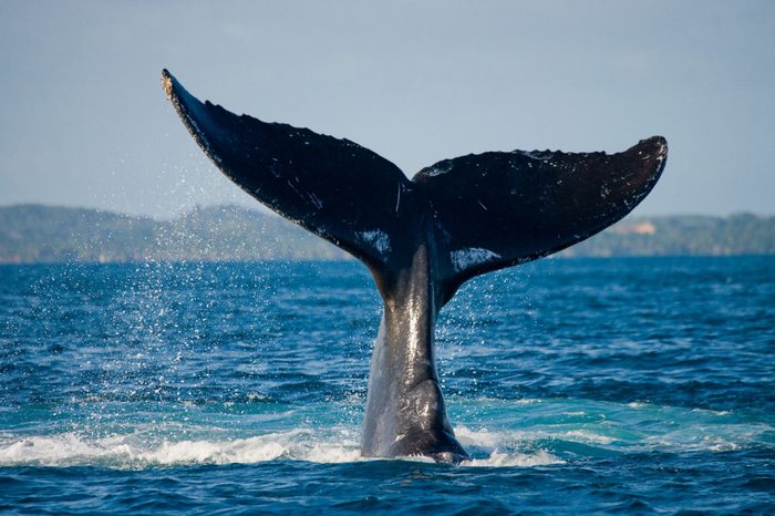 The tail of the humpback whale. Madagascar. St. Mary's Island. An excellent illustration.