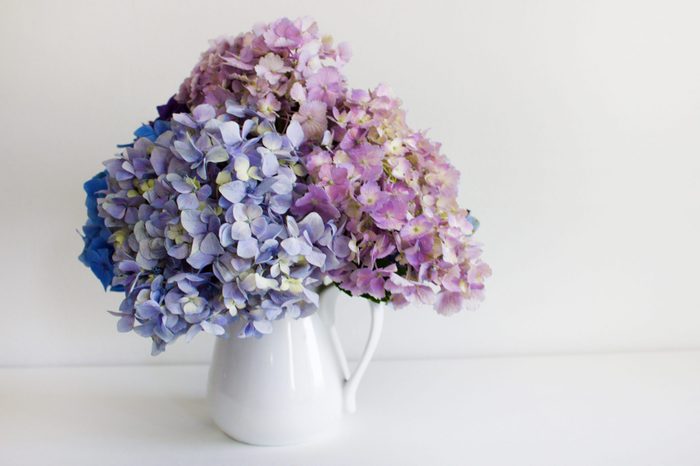 Pastel Hydrangeas In A Glass Vase. Space for text