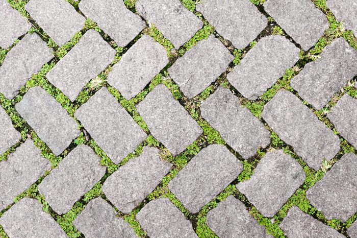 Grass Stone Floor texture pavement design. greenery color