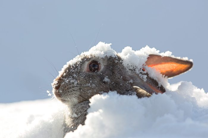 snow rabbit, hare winter