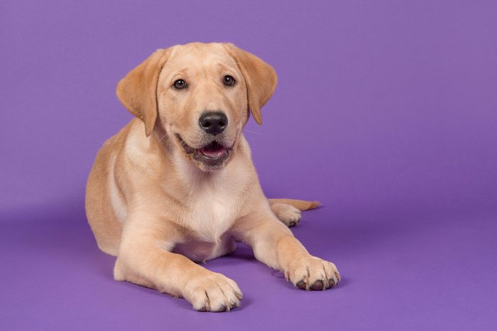 Blond labrador retriever lying down looking at the camera with open mouth on a purple background
