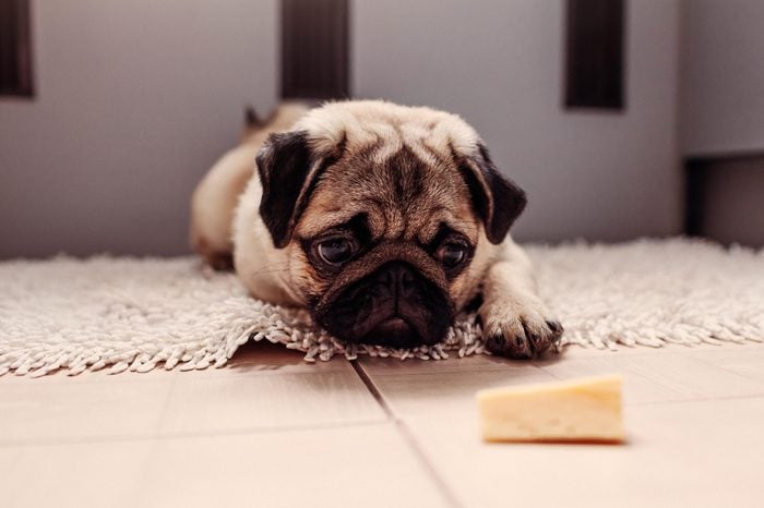 Pug dog waiting for a permission to eat cheese on the kitchen.