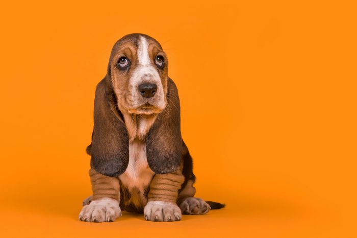 Adorable basset hound puppy dog sitting on an orange background