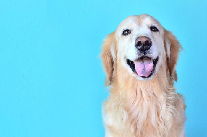 cute golden retriever dog smiling on blue background