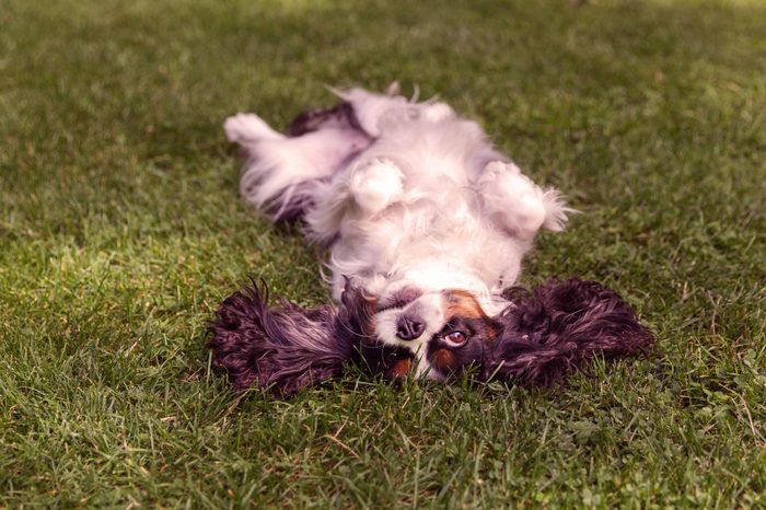 Happy dog lying upside down and fooling around on the grass