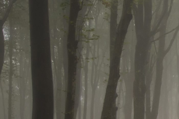 fog in a dark forest