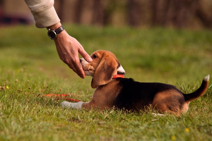 Good doggy. Master hand with delicacy for beagle puppy