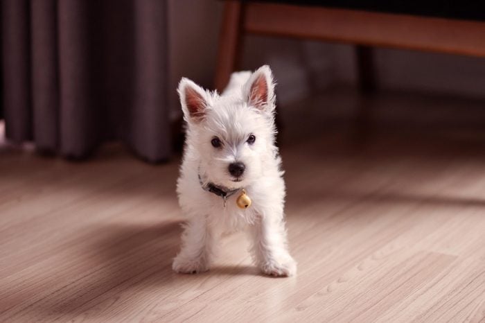 A Westie Puppy, Standing on a Wooden Floor