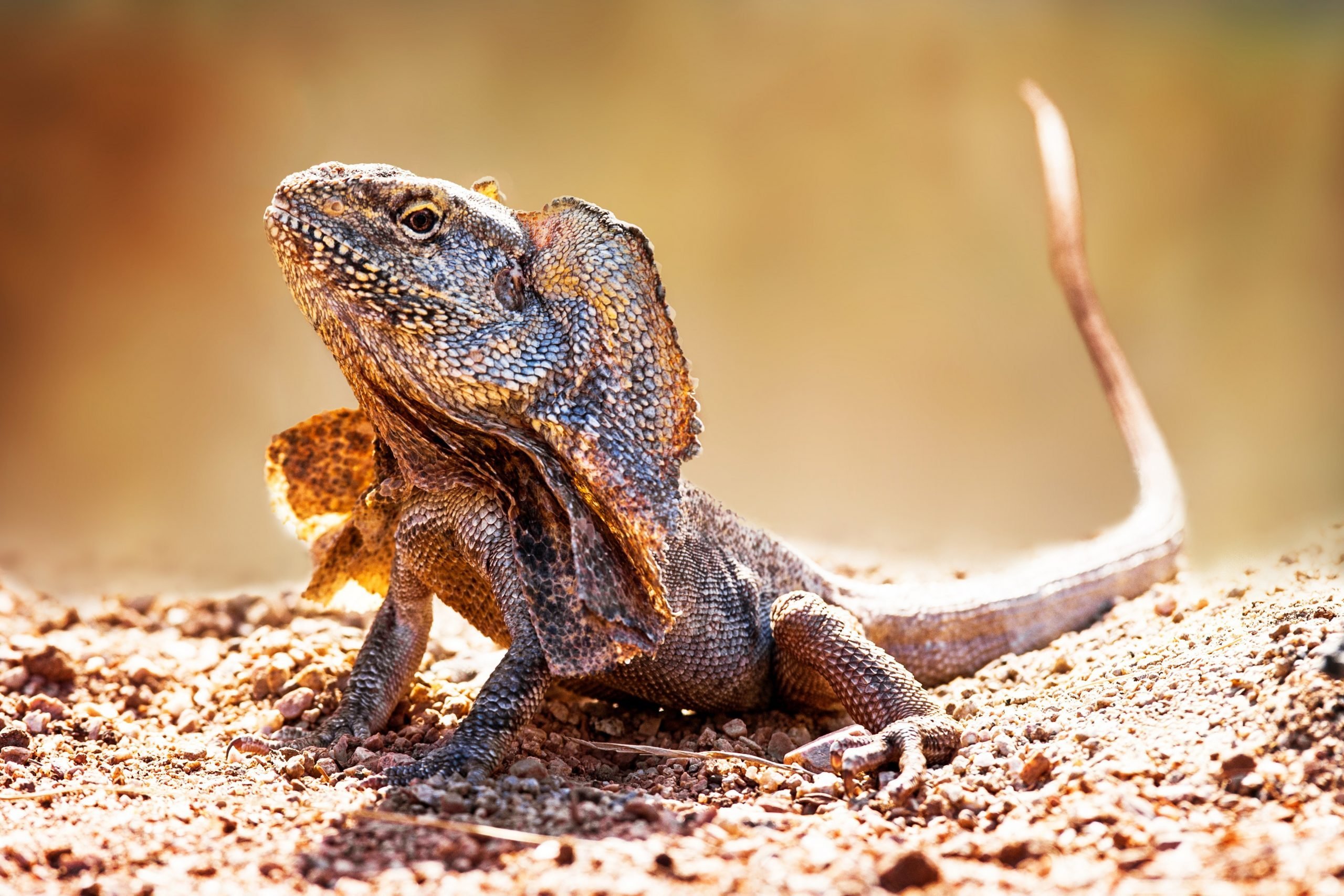 Things You Didn't Know Lizards Could Do | Reader's Digest