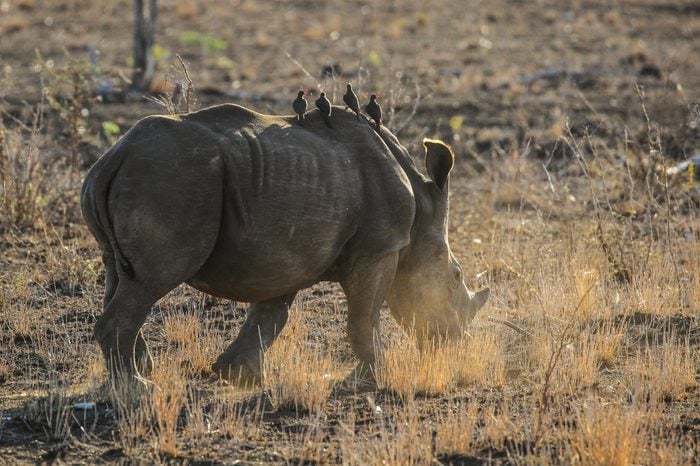 Young rhino calf running away in the dusty ground at sunrise